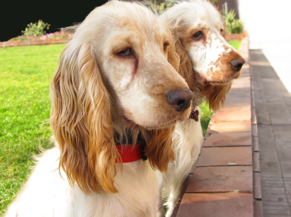 Cocker spaniel cães no jardim — Fotografia de Stock