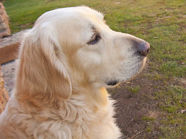 Docela zlatý retrívr pes — Stock fotografie