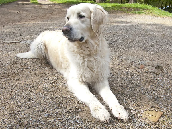 Ładny złoty pies myśliwski pies — Zdjęcie stockowe