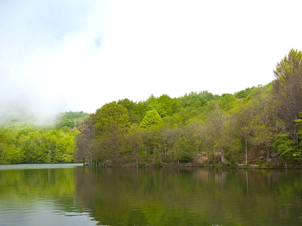 Groen bos reflectie over water en ochtend mist — Stockfoto