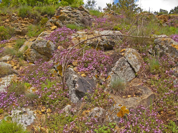 Rocks covered by flowers and moss at spring — Stock Photo, Image