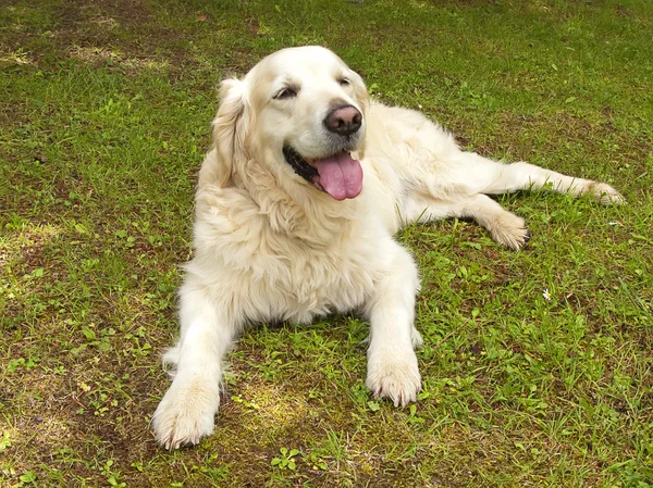 Pretty golden retriever dog — Stock Photo, Image