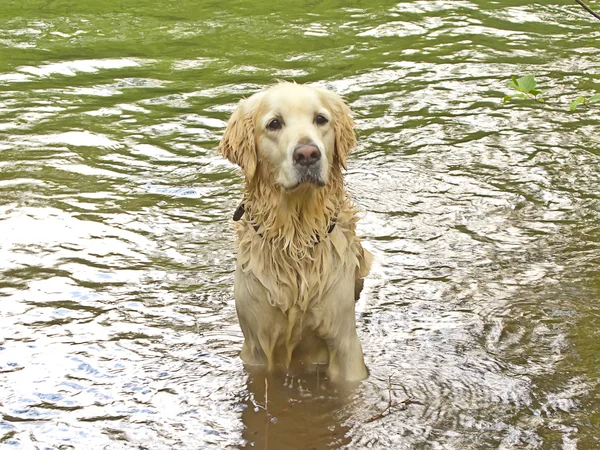 Golden retriever playing in the water — Stock Photo, Image