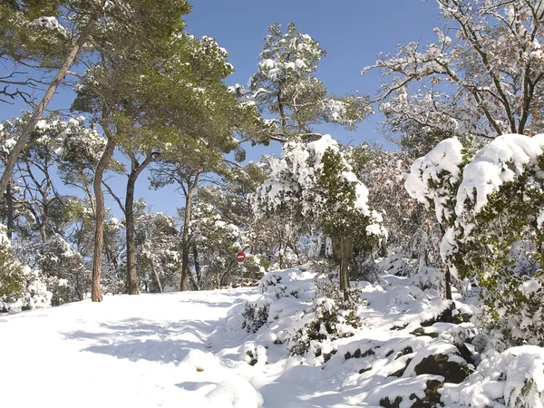 Snö täckta skog i barcelona — Stockfoto