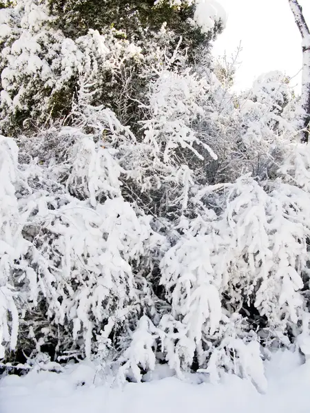 Bosque cubierto de nieve en Barcelona — Foto de Stock