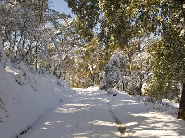 Χιόνι καλύπτονται δάσος στη Βαρκελώνη — Φωτογραφία Αρχείου