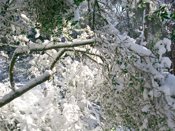 雪盖的森林在巴塞罗那 — 图库照片