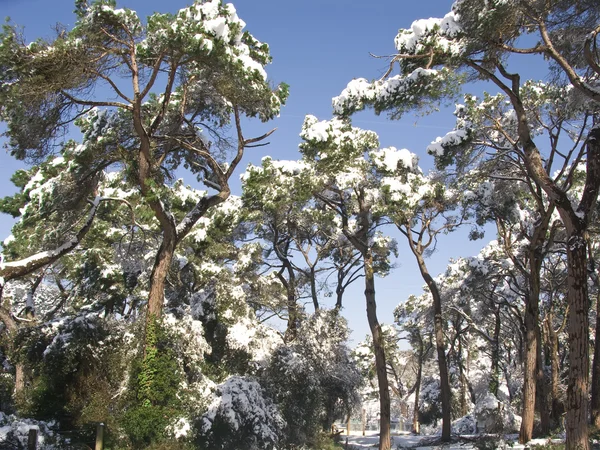 雪盖的森林在巴塞罗那 — 图库照片