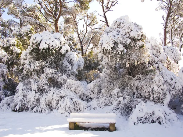 Snow covered forest in Barcelona — Stock Photo, Image