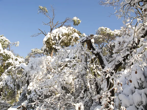 Bosque cubierto de nieve en Barcelona — Foto de Stock