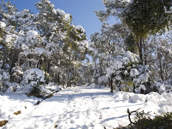 stock image Snow covered forest in Barcelona