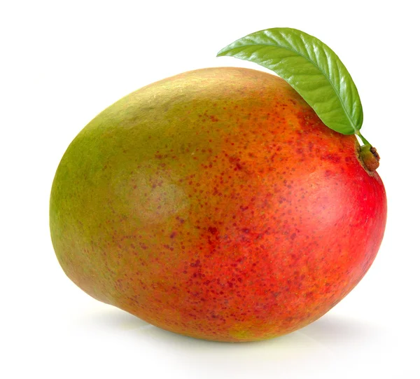 Mango med blad — Stockfoto