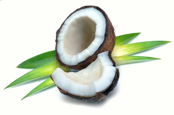 ココナッツの葉を持つ — ストック写真