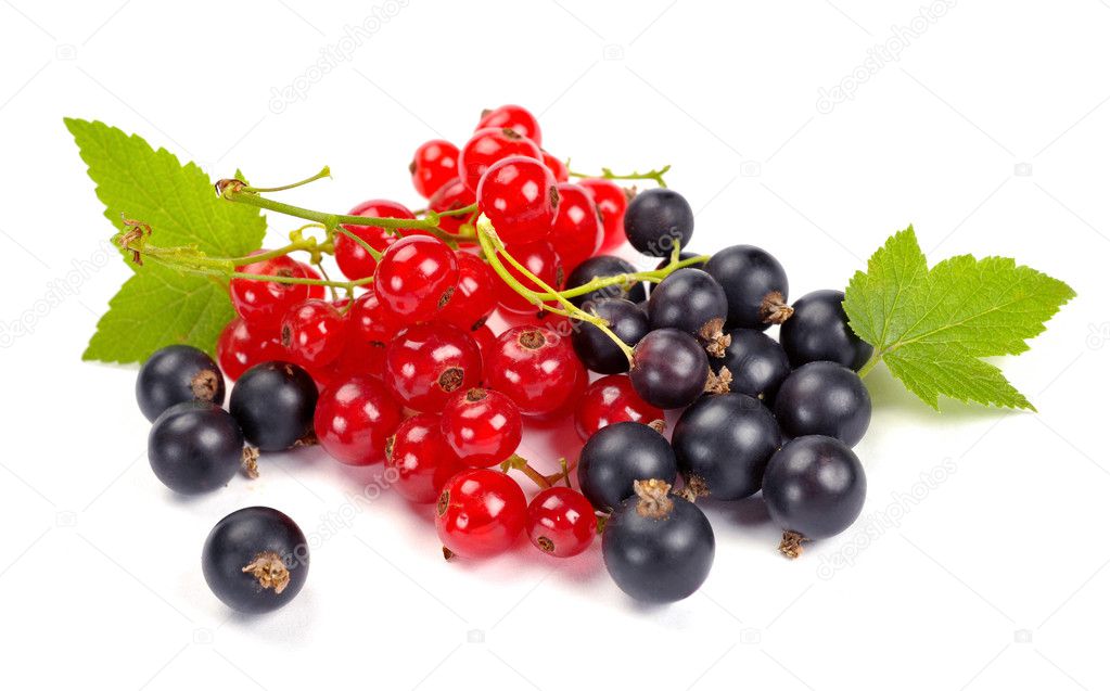 Red and black currant