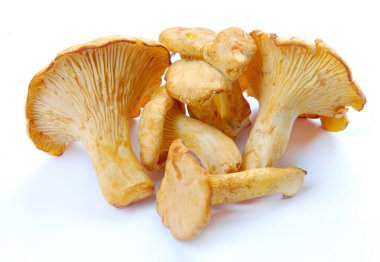 mantar Cantharellus cibarius