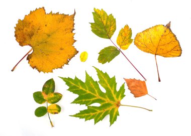 Autumn leaves clipart