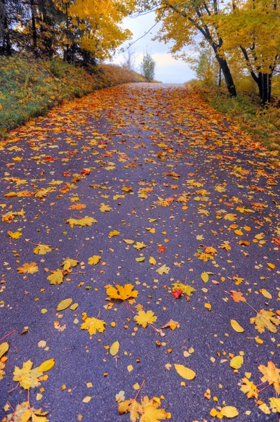 stock image Path in park covered with autumn leaves