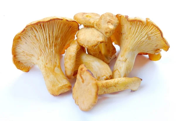 Stock image Mushrooms chanterelle