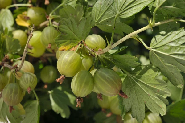 Gooseberries on the branch — Stock Photo, Image