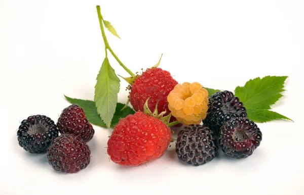 Black yellow and red raspberries — Stock Photo, Image