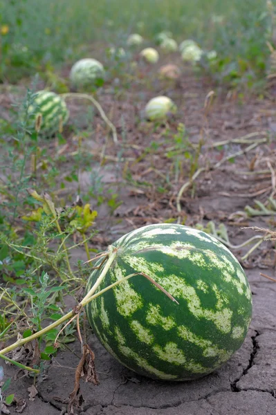 Mogen vattenmeloner — Stockfoto
