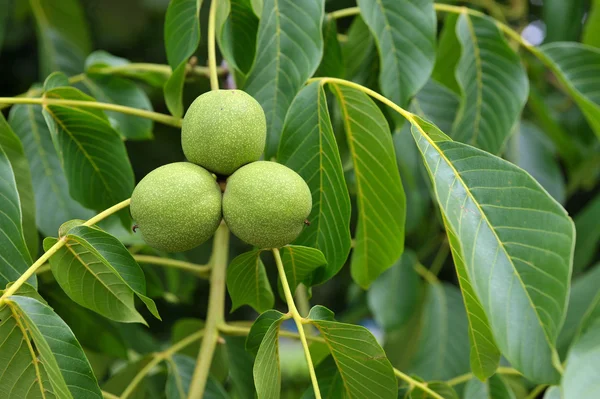 Green walnuts growing on a tree — Stock Photo, Image