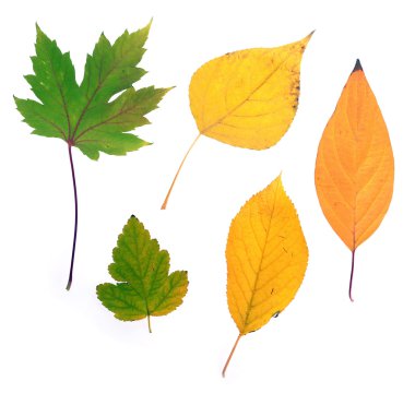 Autumn leaves clipart