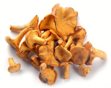 mantar Cantharellus cibarius