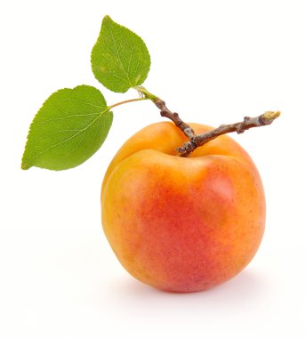 Apricot with leaves clipart