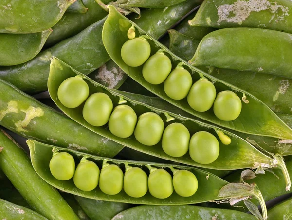 Grüne Erbsen in der Schote — Stockfoto