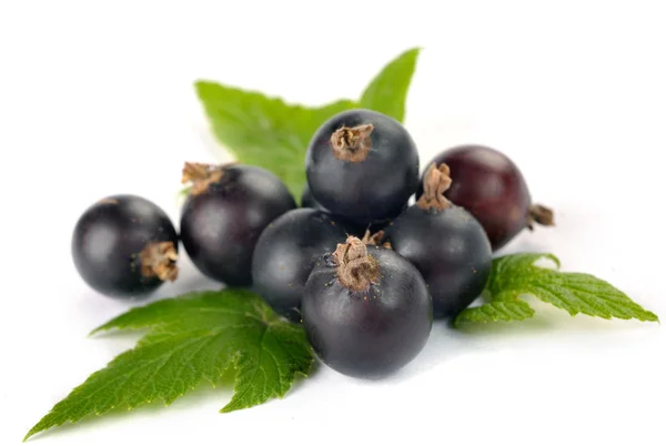 Black currants with leaves — Stock Photo, Image