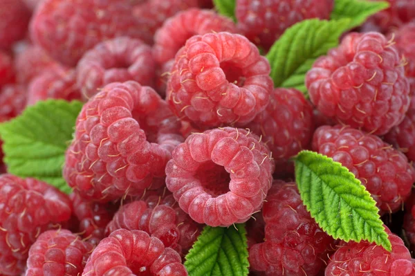 stock image Ripe raspberry