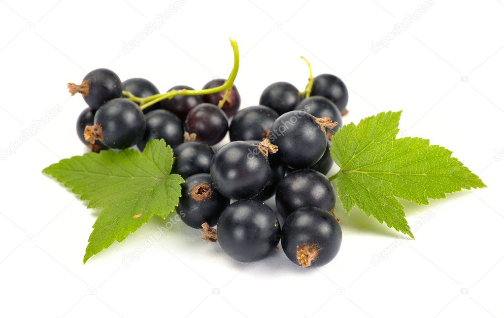 Black currants with leaves