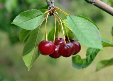 Cluster of red cherries clipart