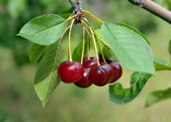 stock image Cluster of red cherries