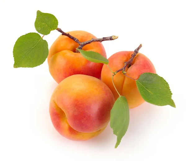 Abricot aux feuilles — Photo