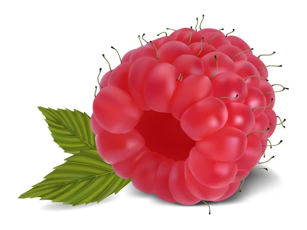Raspberry dengan daun - Stok Vektor