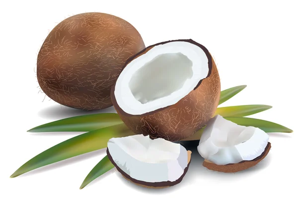 Kokosnuss mit Blättern — Stockvektor