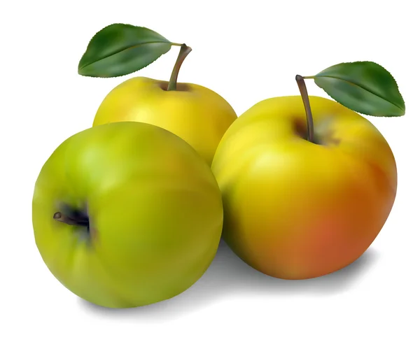 Frischer grüner Apfel — Stockvektor