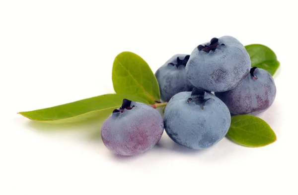 Blueberry dan daun hijau — Stok Foto