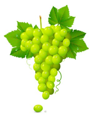 White grape cluster clipart