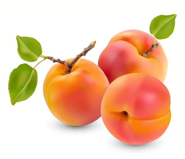 Aprikose mit Blättern — Stockvektor