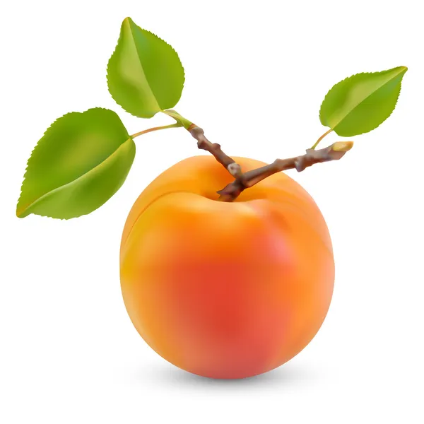 Aprikose mit Blättern — Stockvektor