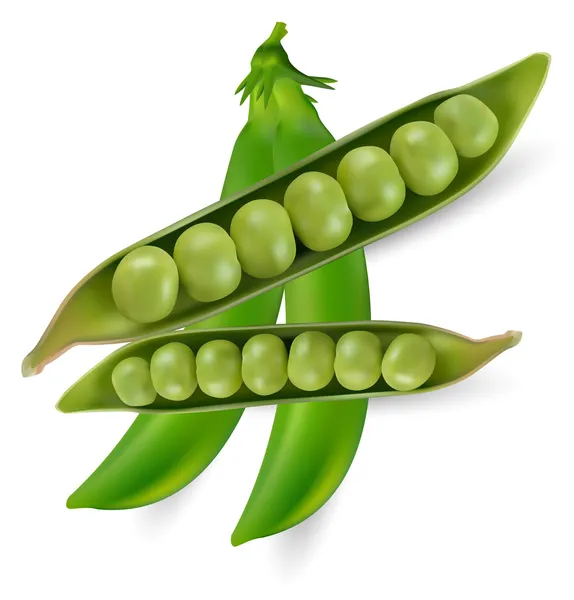 Grüne Erbsen Gemüse mit Samen — Stockvektor
