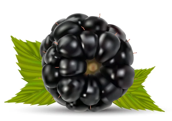 桑椹 (黑莓) — 图库矢量图片