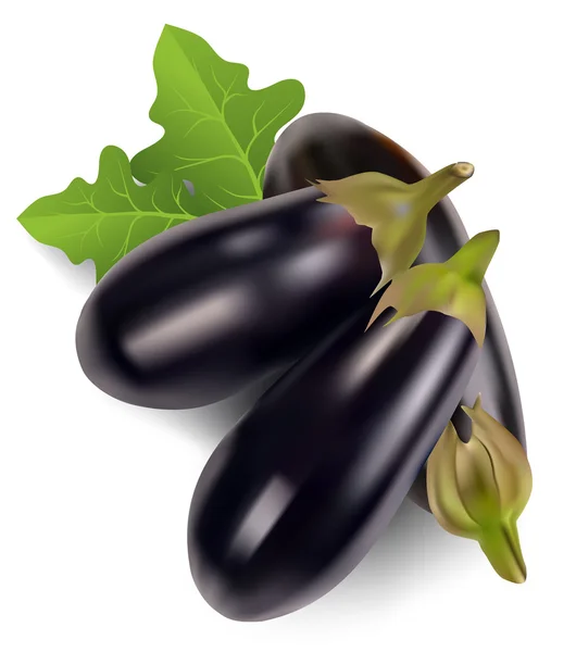 Aubergine with leaves — Stock Vector