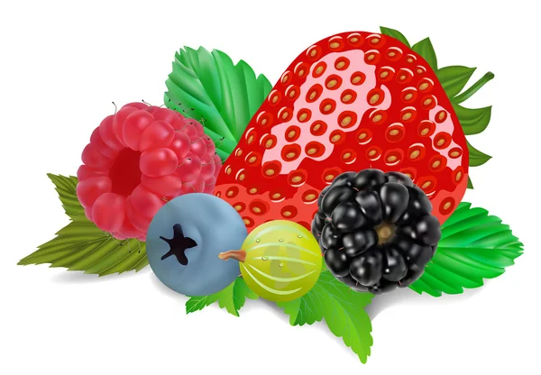 Летние ягоды — стоковый вектор
