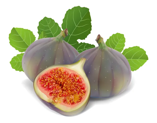 Fresh figs — Stock Vector