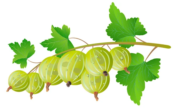 Green gooseberry — Stock Vector