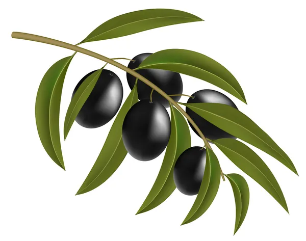 Aceitunas negras en rama — Vector de stock
